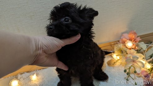 成約済の広島県のチワプー:チワワ×トイプードル-281649の3枚目