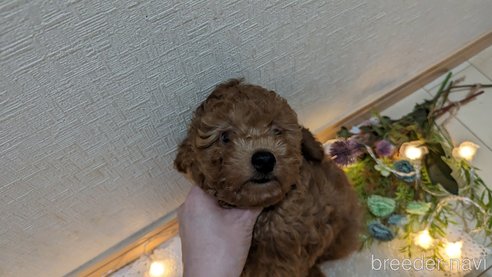 成約済の広島県のトイプードル-281913の179枚目