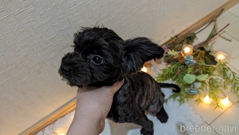成約済の広島県のチワプー:チワワ×トイプードル-271215の95枚目