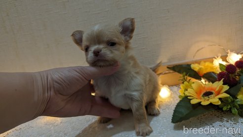成約済の広島県のチワワ(ロングコート)-287446の48枚目