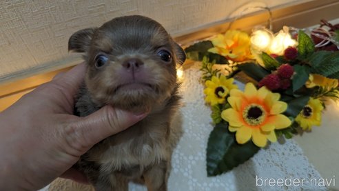 成約済の広島県のチワワ(ロングコート)-287445の14枚目