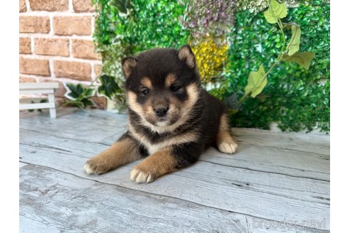 成約済の北海道の柴犬-286377の1枚目