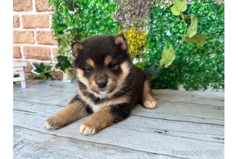 成約済の北海道の柴犬-286377の4枚目