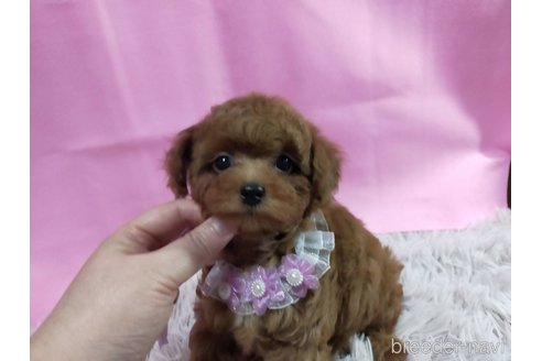 成約済の神奈川県のタイニープードル-280865の5枚目
