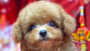 オンライン見学