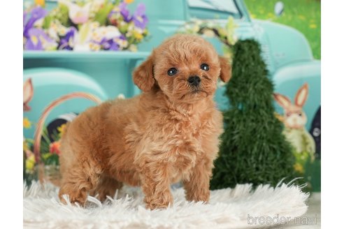 成約済の千葉県のタイニープードル-288427の8枚目