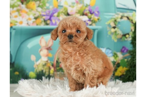 成約済の千葉県のタイニープードル-288427の9枚目