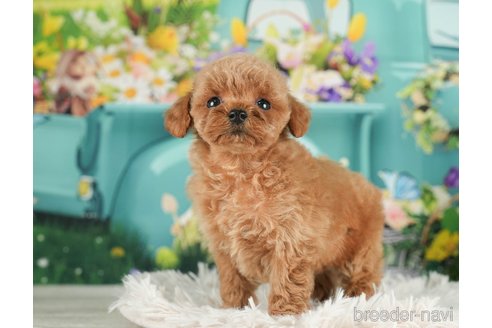 成約済の千葉県のタイニープードル-288427の7枚目