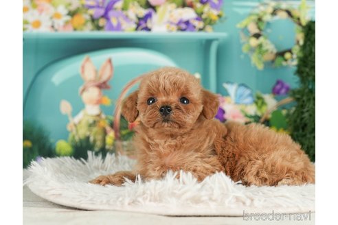 成約済の千葉県のタイニープードル-288427の2枚目