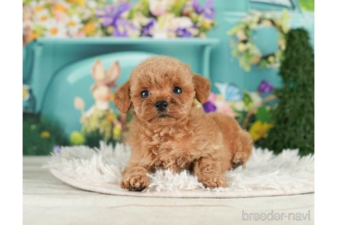 成約済の千葉県のタイニープードル-288427の3枚目