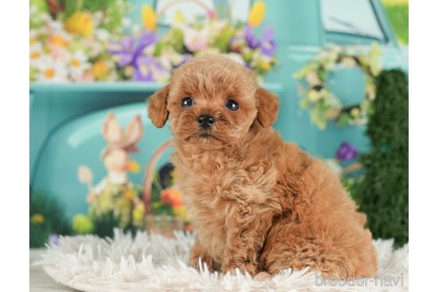 成約済の千葉県のタイニープードル-288427の6枚目