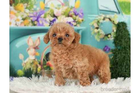 成約済の千葉県のタイニープードル-288427の4枚目