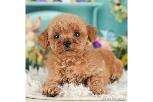 成約済の千葉県のタイニープードル-288427の5枚目