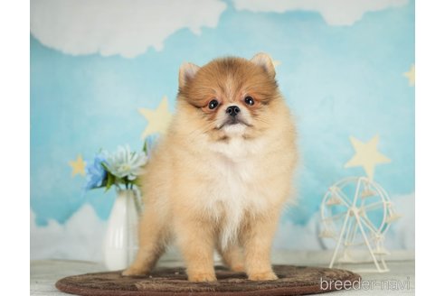 成約済の千葉県のポメラニアン-288431の1枚目