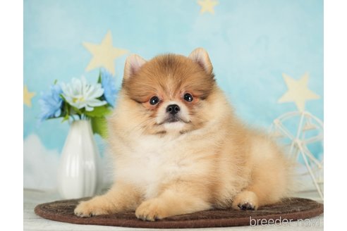 成約済の千葉県のポメラニアン-288431の8枚目