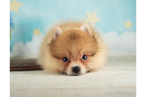 成約済の千葉県のポメラニアン-288431の2枚目