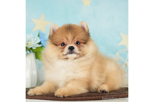 成約済の千葉県のポメラニアン-288431の3枚目