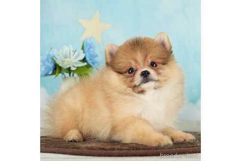 成約済の千葉県のポメラニアン-288431の4枚目