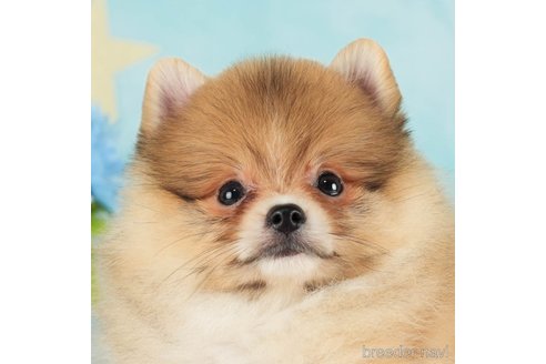 成約済の千葉県のポメラニアン-288431の5枚目