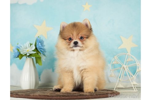 成約済の千葉県のポメラニアン-288431の6枚目