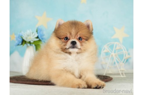 成約済の千葉県のポメラニアン-288431の7枚目