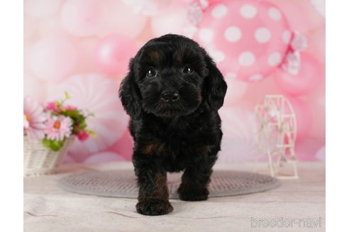 成約済の千葉県のダップー:ミニチュアダックスフンド×トイプードル-288435の1枚目