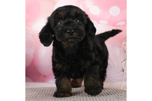 成約済の千葉県のダップー:ミニチュアダックスフンド×トイプードル-288435の2枚目