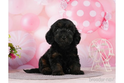 成約済の千葉県のダップー:ミニチュアダックスフンド×トイプードル-288435の5枚目