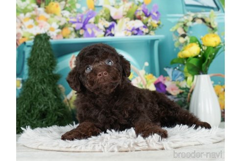 成約済の千葉県のタイニープードル-288439の6枚目