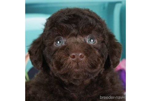 成約済の千葉県のタイニープードル-288439の2枚目