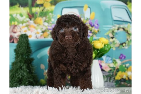 成約済の千葉県のタイニープードル-288439の3枚目