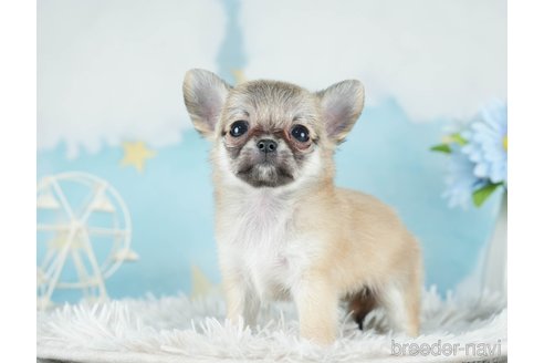 成約済の千葉県のチワワ(ロングコート)-288441の7枚目