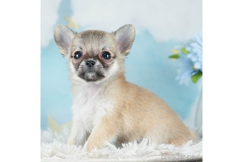 成約済の千葉県のチワワ(ロングコート)-288441の3枚目