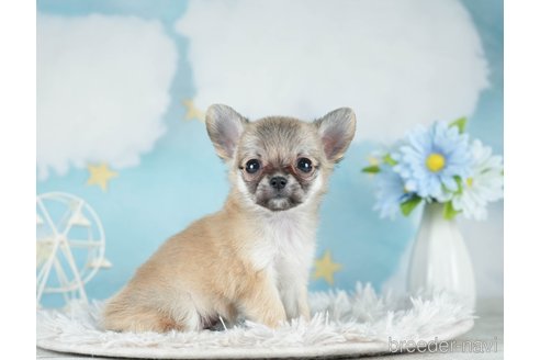 成約済の千葉県のチワワ(ロングコート)-288441の4枚目