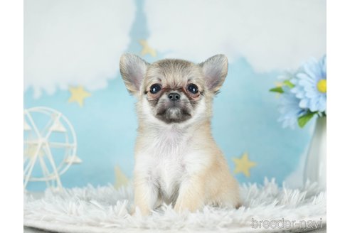 成約済の千葉県のチワワ(ロングコート)-288441の5枚目