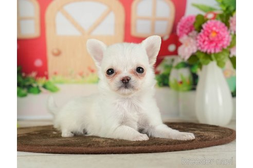 成約済の千葉県のチワワ(ロングコート)-288447