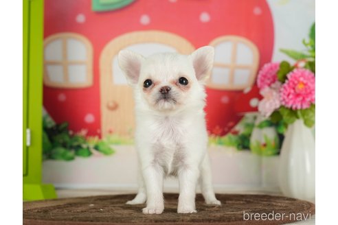 成約済の千葉県のチワワ(ロングコート)-288447の8枚目