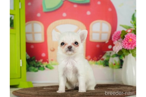 成約済の千葉県のチワワ(ロングコート)-288447の9枚目