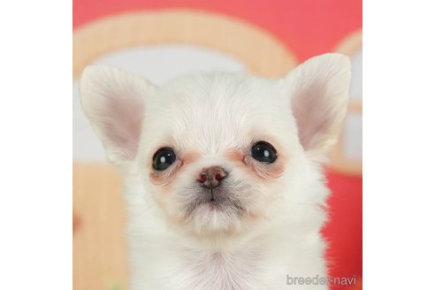 成約済の千葉県のチワワ(ロングコート)-288447の2枚目