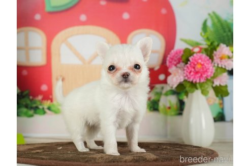 成約済の千葉県のチワワ(ロングコート)-288447の5枚目