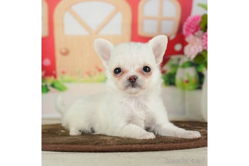 成約済の千葉県のチワワ(ロングコート)-288447の4枚目