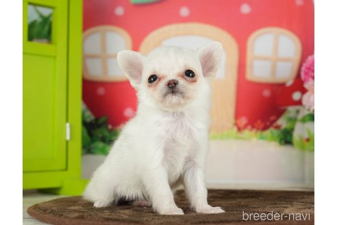 成約済の千葉県のチワワ(ロングコート)-288447の6枚目