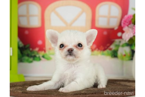 成約済の千葉県のチワワ(ロングコート)-288447の7枚目