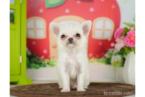 成約済の千葉県のチワワ(ロングコート)-288447の3枚目