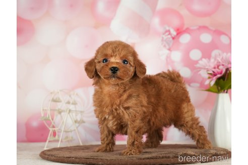 成約済の千葉県のタイニープードル-288449の4枚目