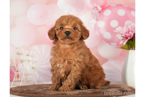 成約済の千葉県のタイニープードル-288449の1枚目