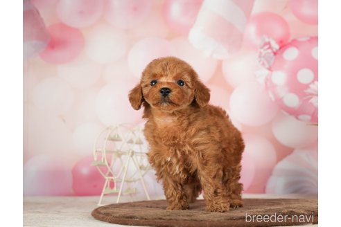 成約済の千葉県のタイニープードル-288449の5枚目