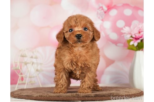 成約済の千葉県のタイニープードル-288449の7枚目