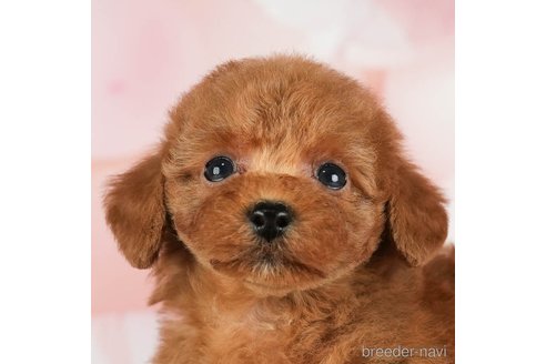 成約済の千葉県のタイニープードル-288449の6枚目