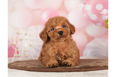 成約済の千葉県のタイニープードル-288449の8枚目